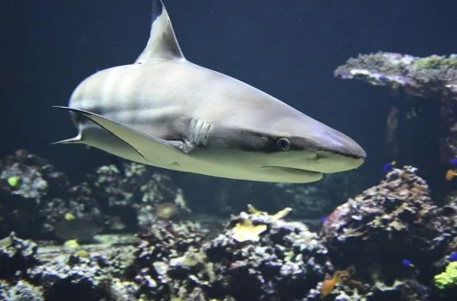 Shark Cartilage 100 капсули на топ цена от Haya Labs подпомага производството на силни бели кръвни клетки, които са от съществено значение за борба с болестите и инфекциите и за повишаване на имунната система. 