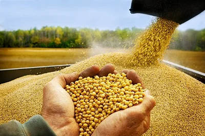 100% Soy Protein Isolate 454 gr Haya Labs е продукт, богат на висококачествен растителен протеин