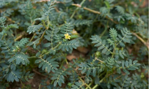 Tribulus Terrestris 1000 мг таблетки на топ цена от Haya Labs подходящ за спортисти.