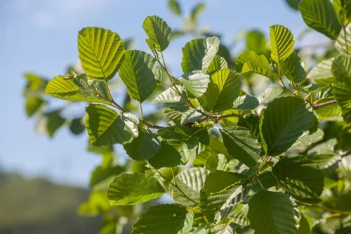 Slippery Elm Bark Powder 120 гр от Heritage Store на супер цена подпомага здравето на стомашно-чревния тракт, помага при запек и синдром на раздразненото дебело черво.