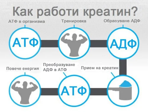 Креатин на прах 300/500 гр на топ цена от HSLabs повишава общите нива на клетъчния фосфокреатин и така може да се ускори ресинтезата на АТФ от ADP