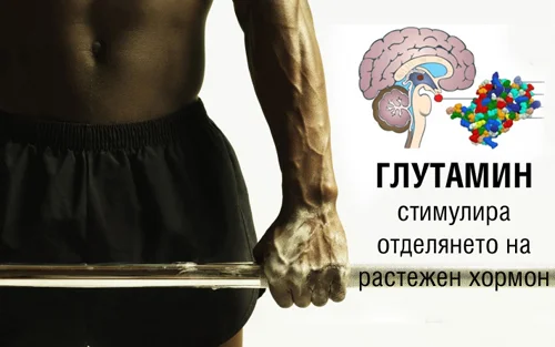 Глутамин на Прах 300 гр на отлична цена от HSLabs стимулира отделянето на растежен хормон
