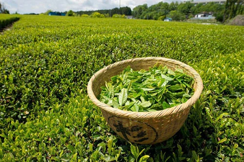 Green Tea 90 tablets от HSLabs на отлична цена съдържа най-мощните антиоксиданти, известни на човека.
