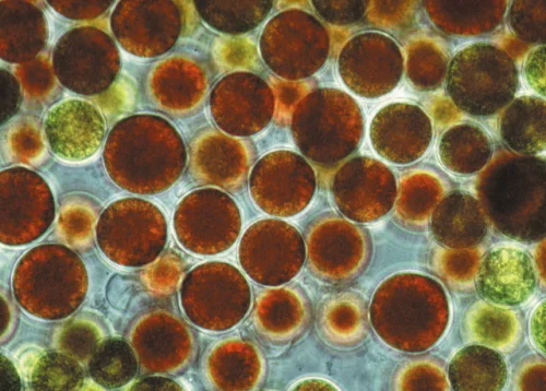 Astaxanthin от Jarrow Formulas подкрепя имунната защита и намалява риска от сърдечни заболявания.