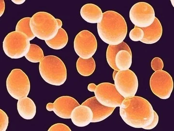 Beta Glucan от Jarrow Formulas има антиоксидантни свойства и действа радиопротекторно.