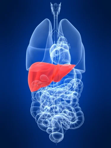 Bile Acid Factors на добра цена подобрява метаболизма и стимулира перисталтиката.