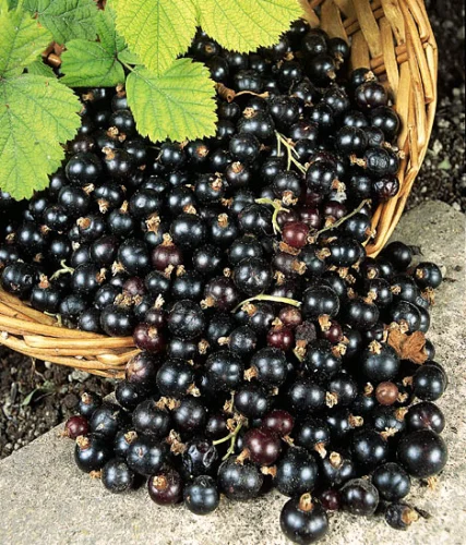 Blackcurrant extract от Jarrow Formulas е общо-укрепващо средство и понижава нивото на холестерол в кръвта.