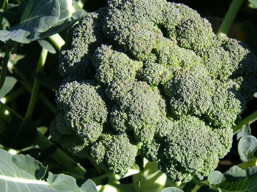 BroccoMax от Jarrow Formulas е мощен антиоксидант и подобрява храносмилането.