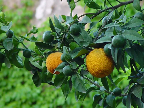 Citrus Bergamot от Jarrow Formulas регулира кръвното налягане и понижава нивото на холестерол в кръвта.
