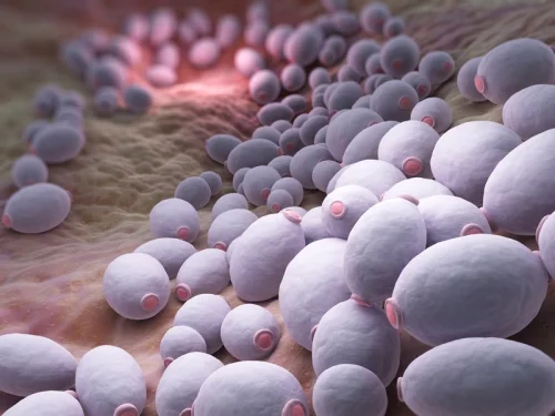Jarro-Dophilus Women на страхотна цена помага при гъбички и вируси в половата система
