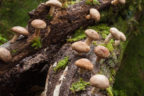 Mushroom Optimizer от Jarrow Formulas помага при респираторни заболявания, като кашлица, хроничен бронхит и астма.