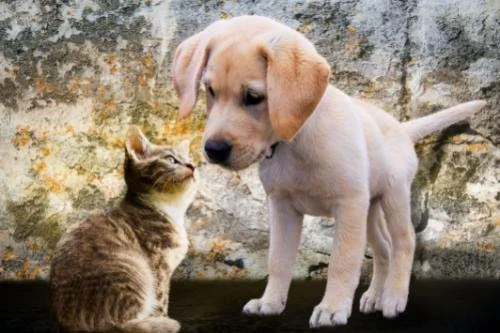 Pet Dophilus Кучешки пробиотик на прах 70.5 гр на супер цена от Jarrow Formulas поддържа чревното здраве
