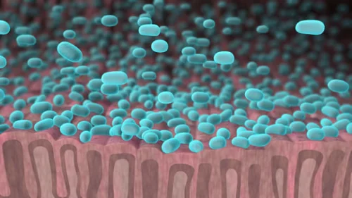 Saccharomyces Boulardii + MOS от Jarrow Formulas има пряко антагонистично действие по отношение на много видове патогенни и условно-патогенни микроорганизми.