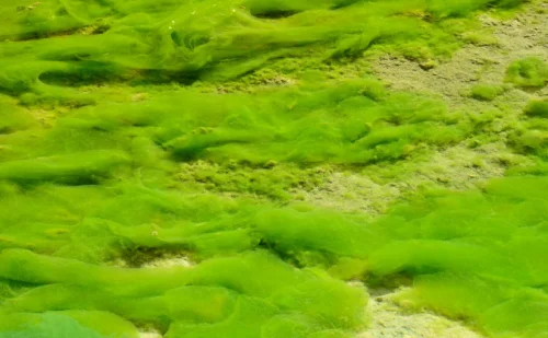 Yaeyama Chlorella от Jarrow Formulas действа противовъзпалително, общо-укрепващо и пречистващо и има термогенен ефект.