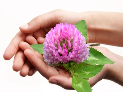 Gallbladder Care 100 капсули от Kroeger Herb подобрява ефективността на жлъчния мехур.