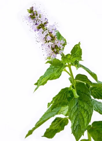 Gallbladder Care 100 капсули от Kroeger Herb съдържа билков екстракт от дамяна, джоджен, червена детелина и хидрастис корен.