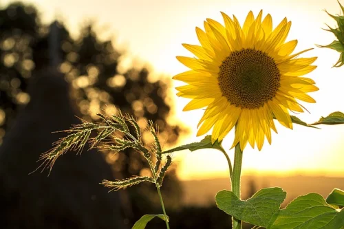 Bio Sunflower Lecithin Powder 180 гр на ниска цена от Mattisson Healthstyle играе роля в поддържането на мозъчната функция. 