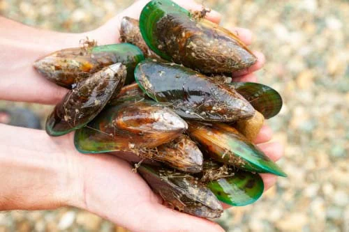 Green-lipped Mussel Complex 60 таблетки на добра цена от Mattisson Healthstyle осигурява пълнозенна храна за здравето на ставите