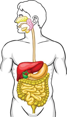 Complete Digestion от Myvitamins се бори с чревните инфекции и подобрява чревната микрофлора
