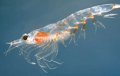 Total Krill Oil от Myvitamins има противовъзпалителни свойства и помага при артрит