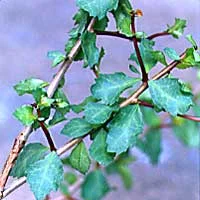 Natrol предлага на своите клиенти стандартизиран екстракт от Guggul (Commiphora mukul), който се е използвал в продължение на векове от традиционната Аюрведа. 
