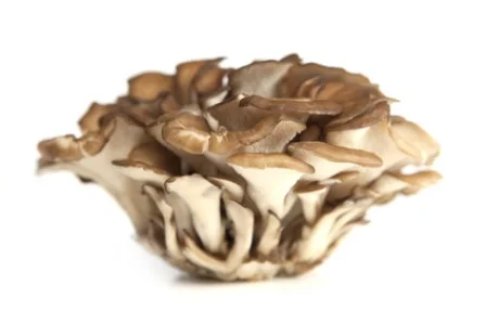 Mushroom Immune Defense е подукт, които съчетава смес от гъби мицел и екстракти от 16 от най-добре проучени видове гъби