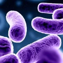 Acidophilus са бактерии, които осигуряват защита на организма, действат благоприятно върху лигавицата на стомаха