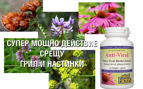 Анти-Вирал 60 гел-капсули на супер цена от Natural Factors е мощен съюзник в борбата срещу настинките и грипа.