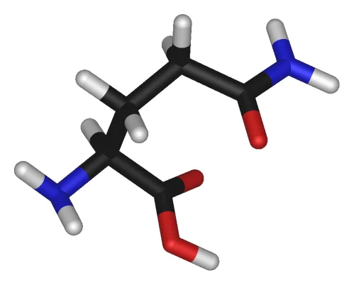 Л-Глутамин (Микронизиран) от Natural Factors укрепва мускулите и предпазва от катаболизъм