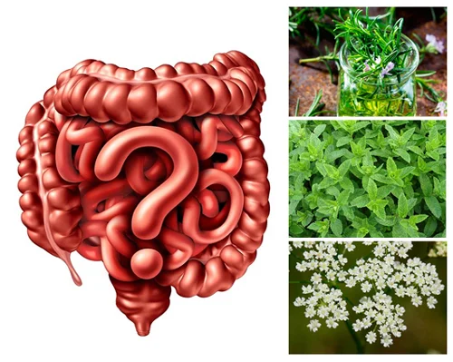 Peppermint Oil with Oregano & Caraway Seed Oils 60 caps от Natural Factors на супер цена съдържа масла от мента, риган и кимион, елиминиращи храносмилателните смущения