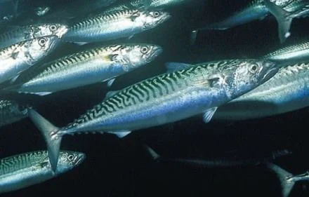 PeptACE Fish Peptides от Natural Factors съдържа пептиди от бонито, които влияят положително при високо кръвно налягане.