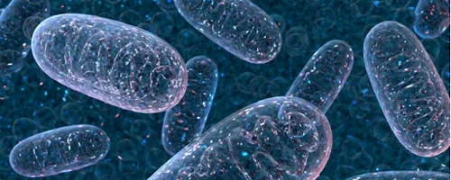 PQQ-10 30 Softgels на отлична цена от Natural Factors подпомага работата на митохондриите
