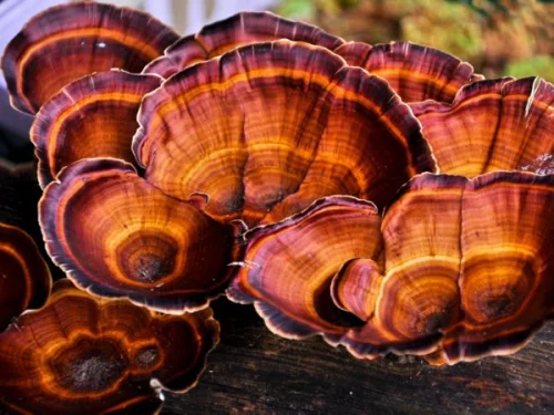 Super Mushroom за Имунитет 60 капсули на супер цена за имунна и енергийна поддръжка, заредена с жизнената енергия на природата.