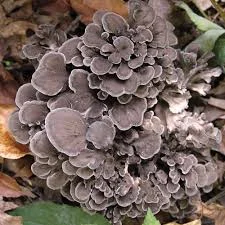 Super Mushroom за Имунитет 60 капсули на супер цена модулира имунната система и повишава активността на клетките на имунната система