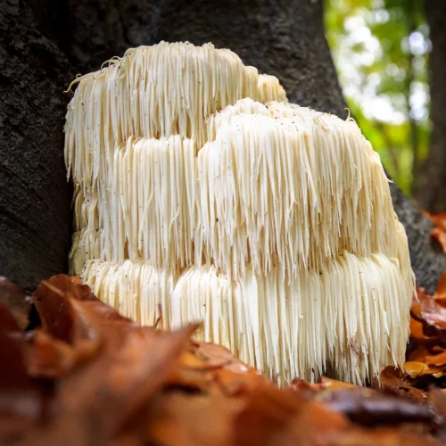 Super Mushroom за Имунитет 60 капсули на супер цена могат да предложат много - както като храна, така и като натурален здравословен продукт.