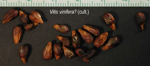 Ултимат Антиоксидант капсули от Natural Factors забавя процесите на стареене