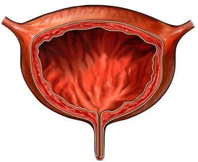 Ultimate Bladder Control на невероятна цена подобрява функциите на пикочния мехур и пикочно-половата система