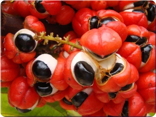 Guarana Seed Extract от Naturalico изгаря мазнините и спомага обмяната на веществата.
