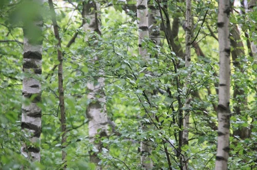 Herbal Water Away от Naturalico помага при камъни в бъбреците и заболявания на пикочните пътища.