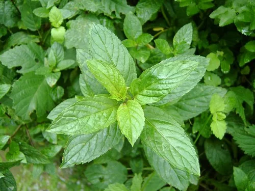 Mentha Piperita 60 от Naturalico подкрепя сърдечната дейност и регулира кръвното налягане.