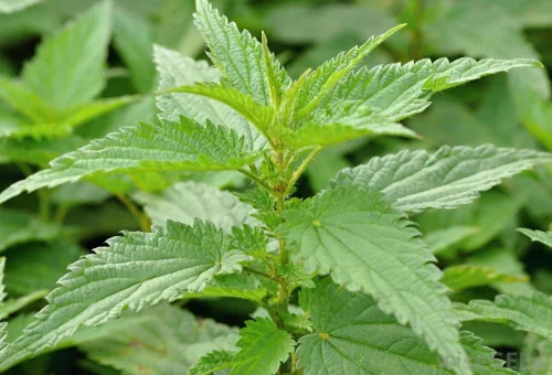 Nettle Max от Naturalico спомага обмяната на веществата и има антиоксидантни свойства.