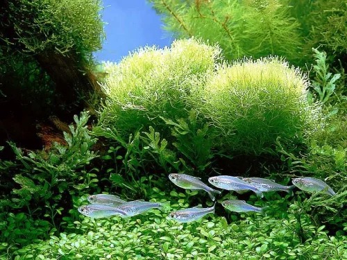 Organic Spirulina от Naturalico подкрепя имунитета и забавя процесите на стареене.