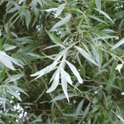 Organic White Willow от Naturalico помага при тахикардия и аритмия, има антиоксидантни свойства.