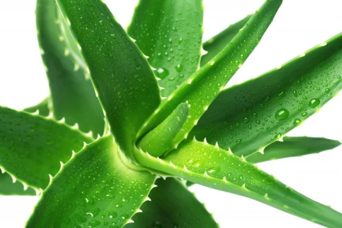 Super Aloe Vera от Naturalico прочиства кръвта и помага при язва, гастрит, колит, диабет, подкрепя имунитета.
