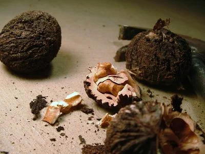 Black Walnut Low Alcohol е хранителна добавка, която подсилва имунната защита и има противогъбично свойство.