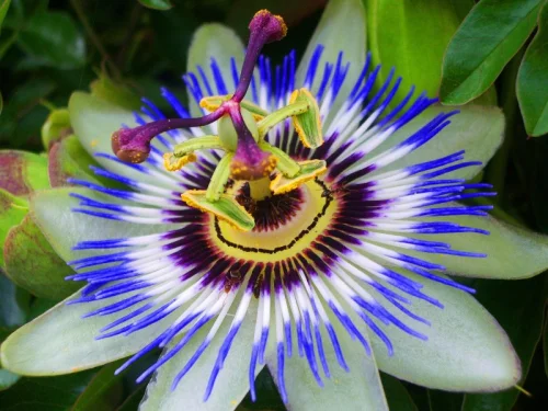 Passionflower от Nature`s Answer оказва благотворно въздействие върху нервната система