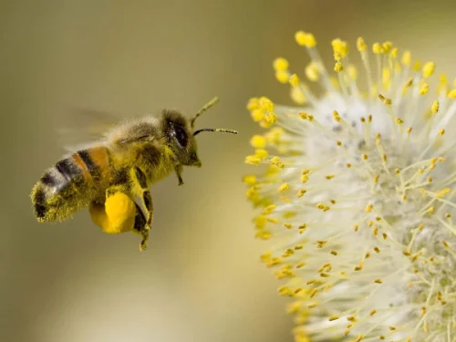 Хранителните вещества, които се съдържат в пчелния прашец (Bee Pollen) на капсули на добра цена са лесни за преработка и усвояване от организма. 