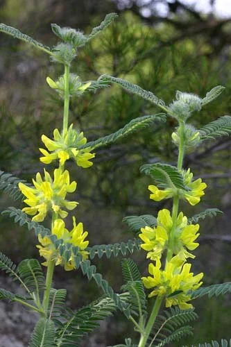 Astragalus 470 мг 100 капсули на топ цена от Nature's Garden регулира имунната система