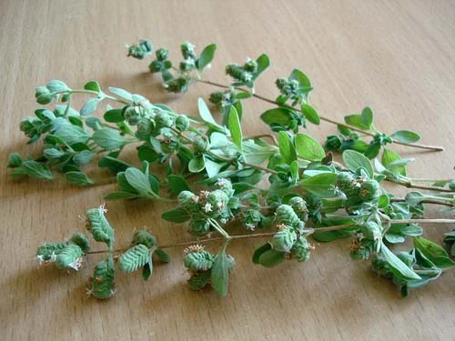 Oil of Oregano концентриран екстракт 25 мг 90 капсули на супер цена от Nature's Garden е естествен антибиотик