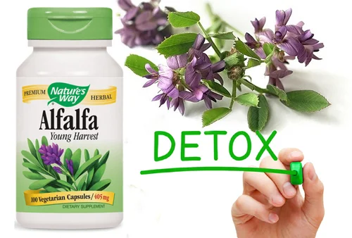 Alfalfa (Young Harvest) 405 mg 100 capsules на ниска цена от Nature`s Way има детоксикиращо и диуретично действие